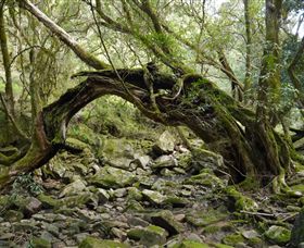 Mitchell River National Park - New South Wales Tourism  0