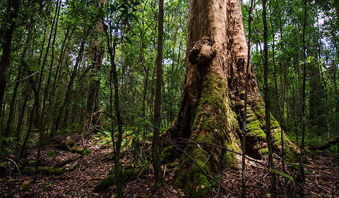 Rocky Crossing Walk - New South Wales Tourism  1