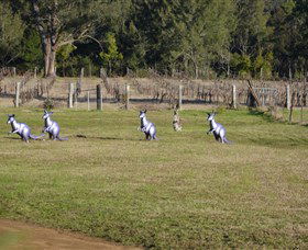 Wollombi Wines - New South Wales Tourism  5