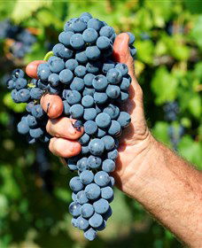 Stonehurst Cedar Creek Vineyard - New South Wales Tourism  5