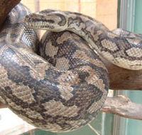 Armadale Reptile Centre - New South Wales Tourism 