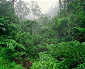 Tarra Bulga National Park - New South Wales Tourism  0