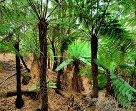 Naracoopa TAS New South Wales Tourism 