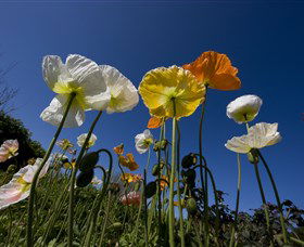 Hunter Valley Gardens - New South Wales Tourism  3