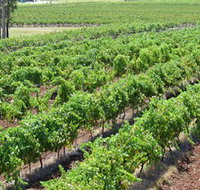 Pokolbin Brothers Wines Hunter Valley - New South Wales Tourism 