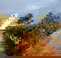 Bimbadgen Winery - New South Wales Tourism 