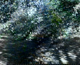 Cave Creek Walking Track - New South Wales Tourism  3