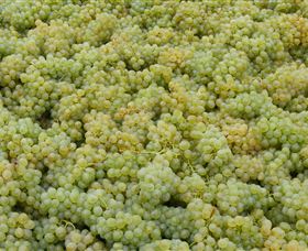 Normanby Wines - New South Wales Tourism  0