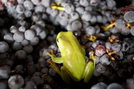 Normanby Wines - New South Wales Tourism  2