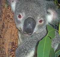 Hunter Valley Zoo - New South Wales Tourism 