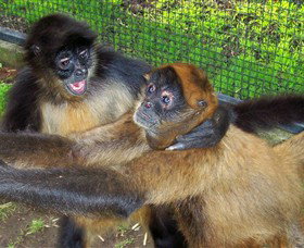 Hunter Valley Zoo - New South Wales Tourism  5