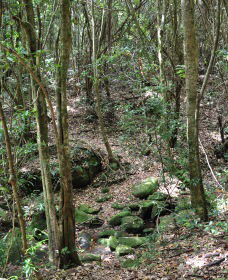 State Forests Of The Watagan Mountains - New South Wales Tourism  2