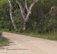 Riverview walking track - New South Wales Tourism 