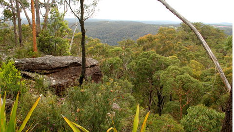 Mount Olive Lookout - New South Wales Tourism  2