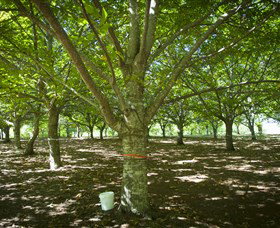 Sassafras NSW New South Wales Tourism 