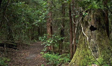 Jerusalem Creek Trail - New South Wales Tourism  1