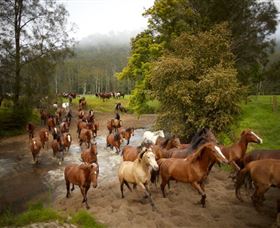 Glenworth Valley Horse Riding - New South Wales Tourism  0