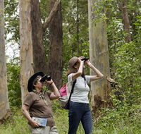 Chichester State Forest - New South Wales Tourism 