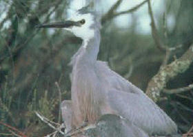 Jack Smith Lake State Game Reserve - New South Wales Tourism  0