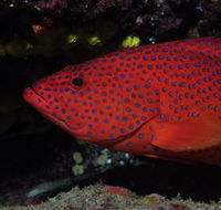 Maori Wrasse Bommie Dive Site - New South Wales Tourism 