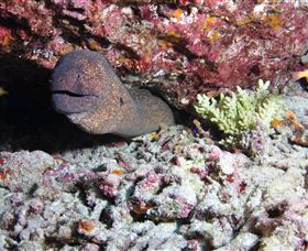 Anchor Bommie Dive Site - New South Wales Tourism  1