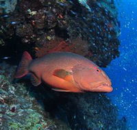 Anchor Bommie Dive Site - New South Wales Tourism 