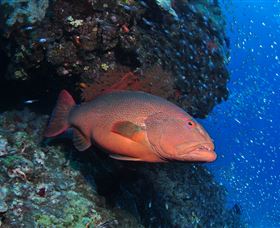Anchor Bommie Dive Site - New South Wales Tourism  0