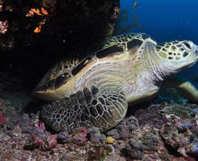Anchor Bommie Dive Site - New South Wales Tourism  2