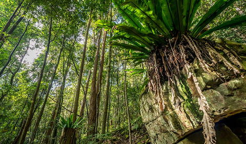 Palm Grove Nature Reserve - New South Wales Tourism  1