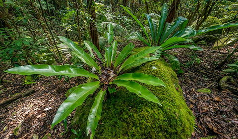 Palm Grove Nature Reserve - New South Wales Tourism  2