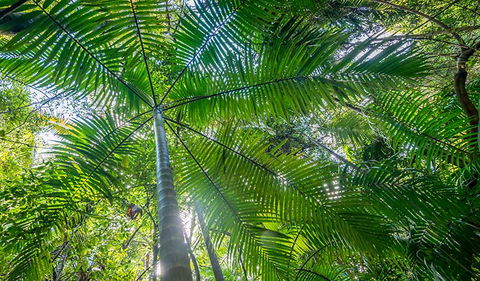 Palm Grove Nature Reserve - New South Wales Tourism  3