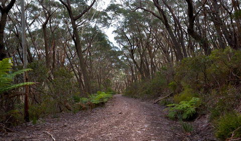 Mount Budawang Trail - New South Wales Tourism  1