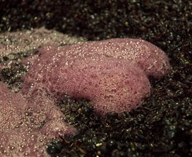 East Gippsland Wines - New South Wales Tourism  3