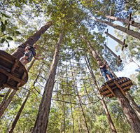 TreeTop Adventure Park Central Coast - New South Wales Tourism 