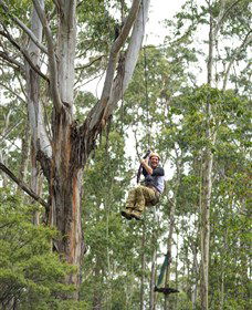 TreeTop Adventure Park Central Coast - New South Wales Tourism  2