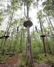 TreeTop Adventure Park Central Coast - New South Wales Tourism  4