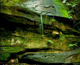 Strickland State Forest - New South Wales Tourism  0