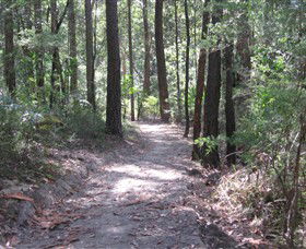 Strickland State Forest - New South Wales Tourism  2