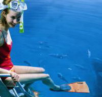 Roy Rufus Artificial Reef Dive Site - New South Wales Tourism 