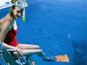 Roy Rufus Artificial Reef Dive Site - New South Wales Tourism  0