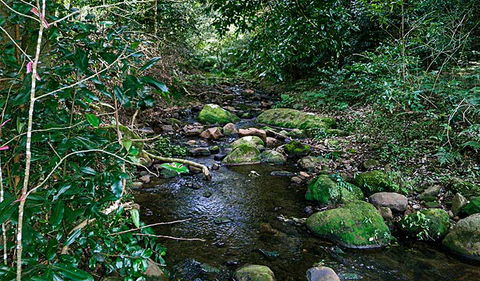 Macquarie Pass National Park - New South Wales Tourism  0