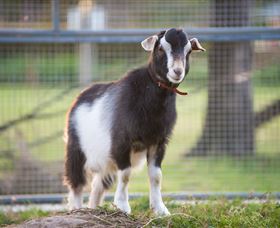 Amazement Farm And Fun Park / Cafe And Farmstay Accommodation - New South Wales Tourism  3