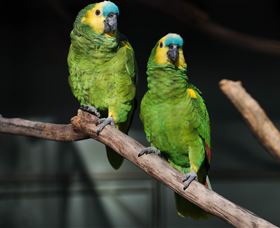Amazement Farm And Fun Park / Cafe And Farmstay Accommodation - New South Wales Tourism  7