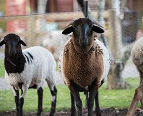Amazement Farm And Fun Park / Cafe And Farmstay Accommodation - New South Wales Tourism  4