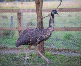 Amazement Farm And Fun Park / Cafe And Farmstay Accommodation - New South Wales Tourism  6