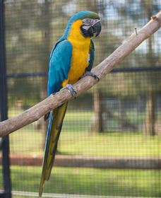 Amazement Farm And Fun Park / Cafe And Farmstay Accommodation - New South Wales Tourism  8