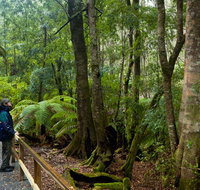 Monga National Park - New South Wales Tourism 