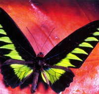 Macleay Museum - New South Wales Tourism 