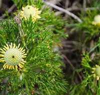 Illawarra lookout walking track - New South Wales Tourism 