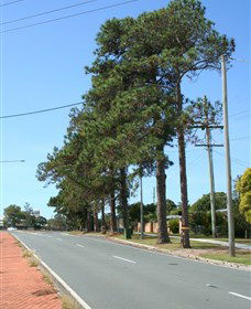 Anzac Memorial Avenue, Redcliffe - New South Wales Tourism  1